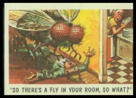 37 Fly In Your Room